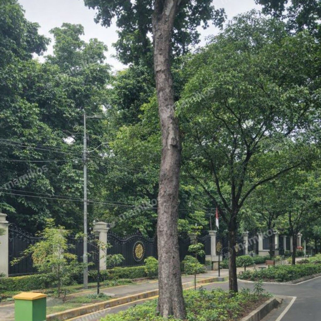 Rumah Sertifikat SHM 5 Kamar Tidur 5 Kamar Mandi Senopati Jakarta Selatan - Photo 3