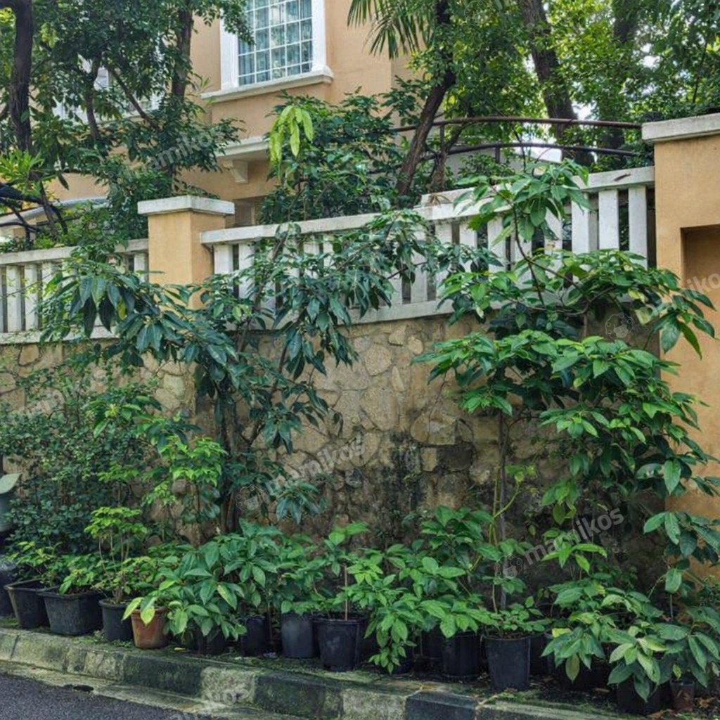Rumah Sertifikat SHM 9 Kamar Tidur 7 Kamar Mandi Mega Kuningan Jakarta Selatan - Photo 2