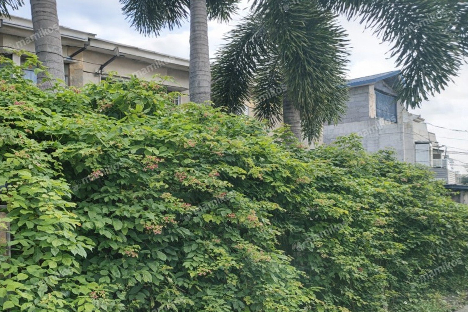 Rumah Sertifikat SHM 3 Kamar Tidur 2 Kamar Mandi Kembangan Jakarta Barat - Photo 4