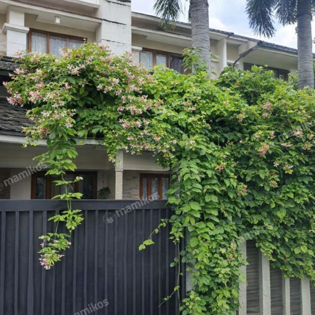 Rumah Sertifikat SHM 3 Kamar Tidur 2 Kamar Mandi Kembangan Jakarta Barat - Photo 5