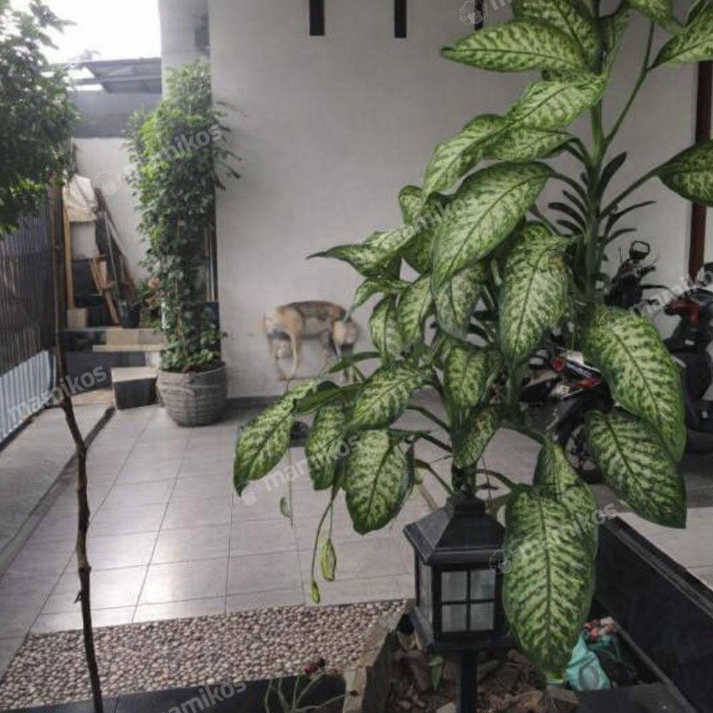 Rumah Sertifikat SHM 3 Kamar Tidur 2 Kamar Mandi Cengkareng Barat Jakarta Barat - Photo 4