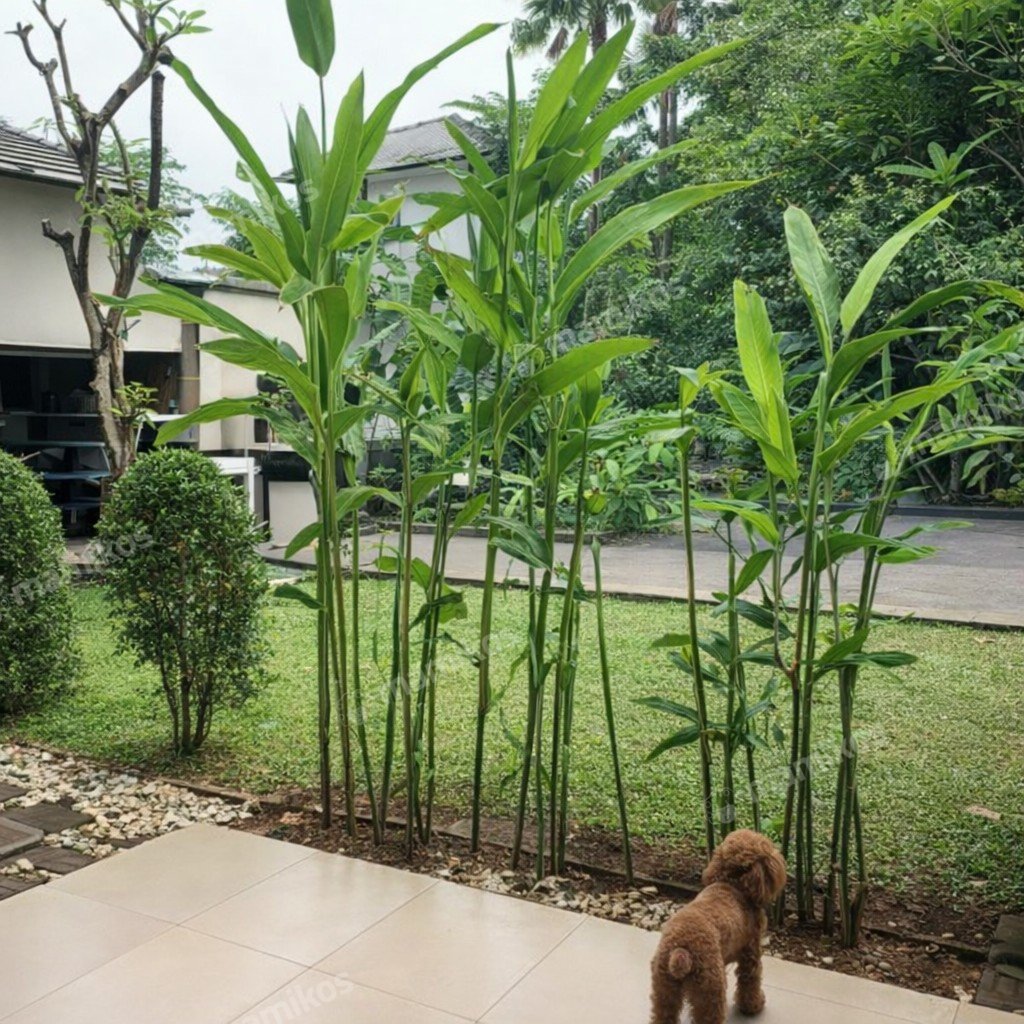 Rumah Sertifikat HGB 4 Kamar Tidur 3 Kamar Mandi Joglo Jakarta Barat - Photo 3