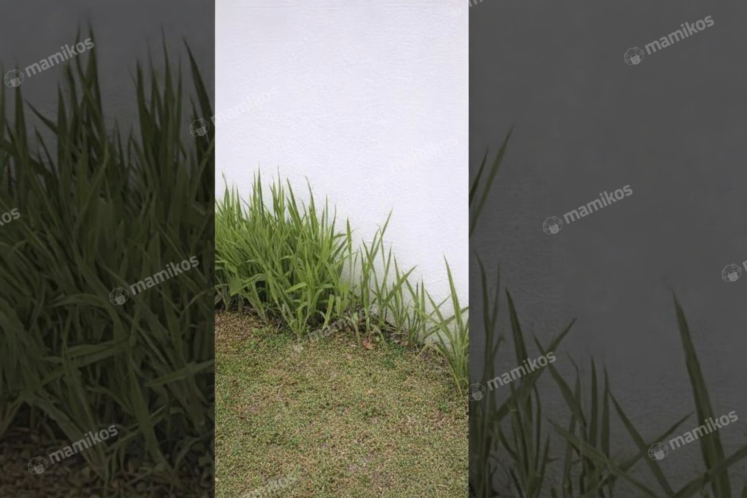 Rumah Sertifikat SHM 3 Kamar Tidur 2 Kamar Mandi Kalisari Jakarta Timur - Photo 2