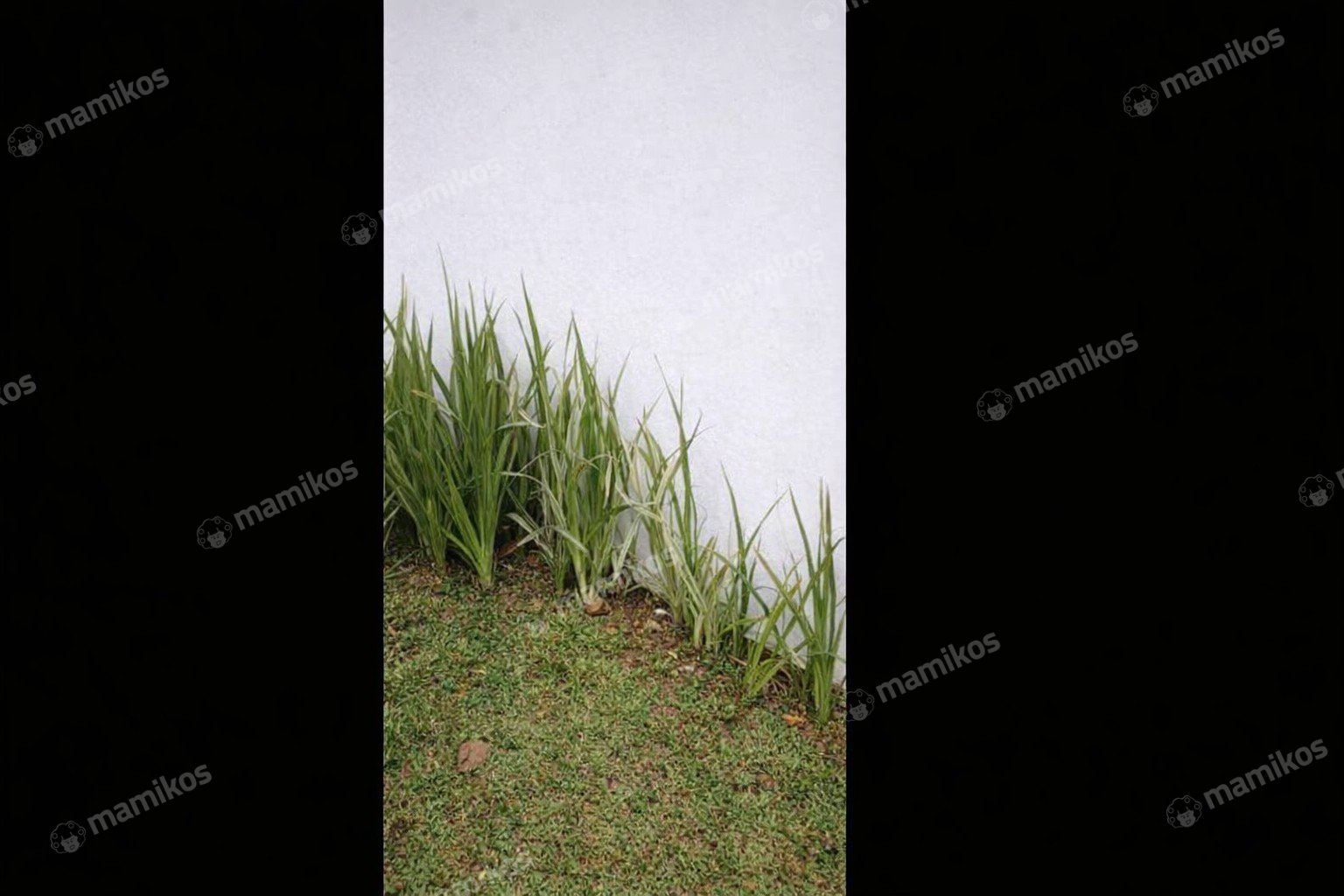 Rumah Sertifikat SHM 3 Kamar Tidur 2 Kamar Mandi Kalisari Jakarta Timur - Photo 2
