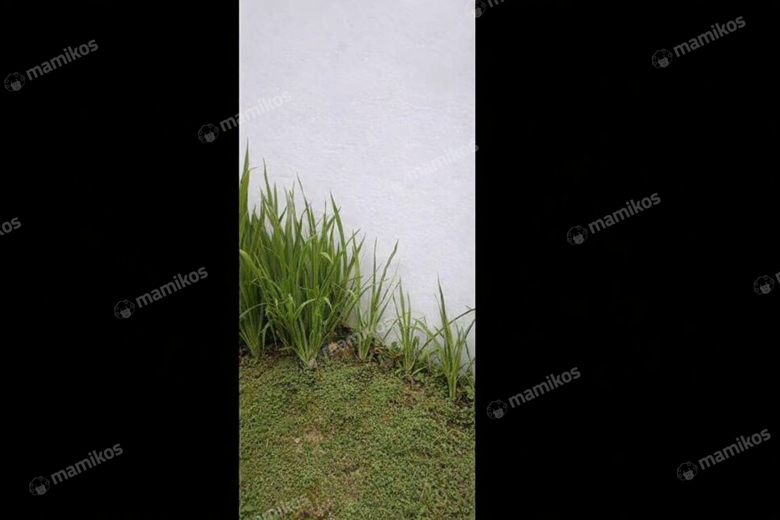 Rumah Sertifikat SHM 3 Kamar Tidur 2 Kamar Mandi Cijantung Jakarta Timur - Photo 2