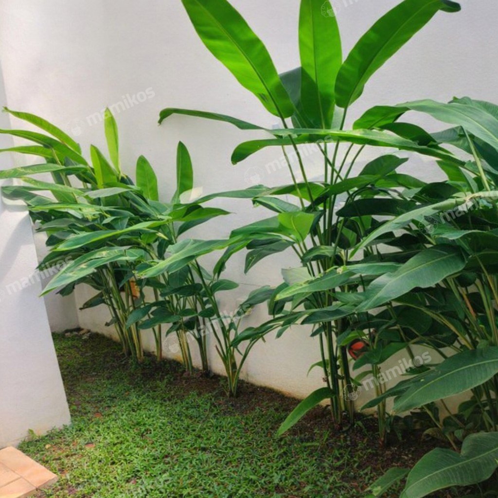 Rumah Baru 2 Kamar Tidur 2 Kamar Mandi Pinang Ranti Jakarta Timur - Photo 5