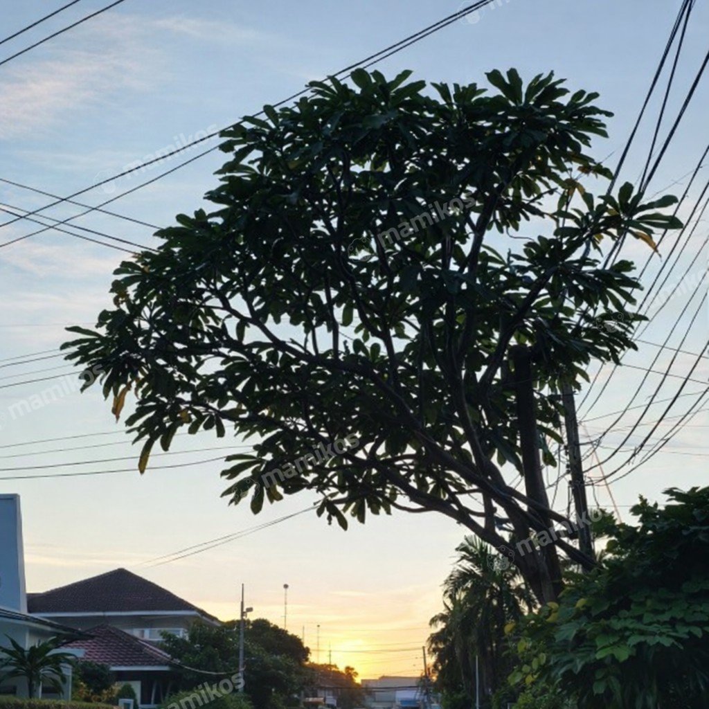 Rumah Sertifikat SHM 2 Kamar Tidur 2 Kamar Mandi Taman Meruya Jakarta Barat - Photo 4