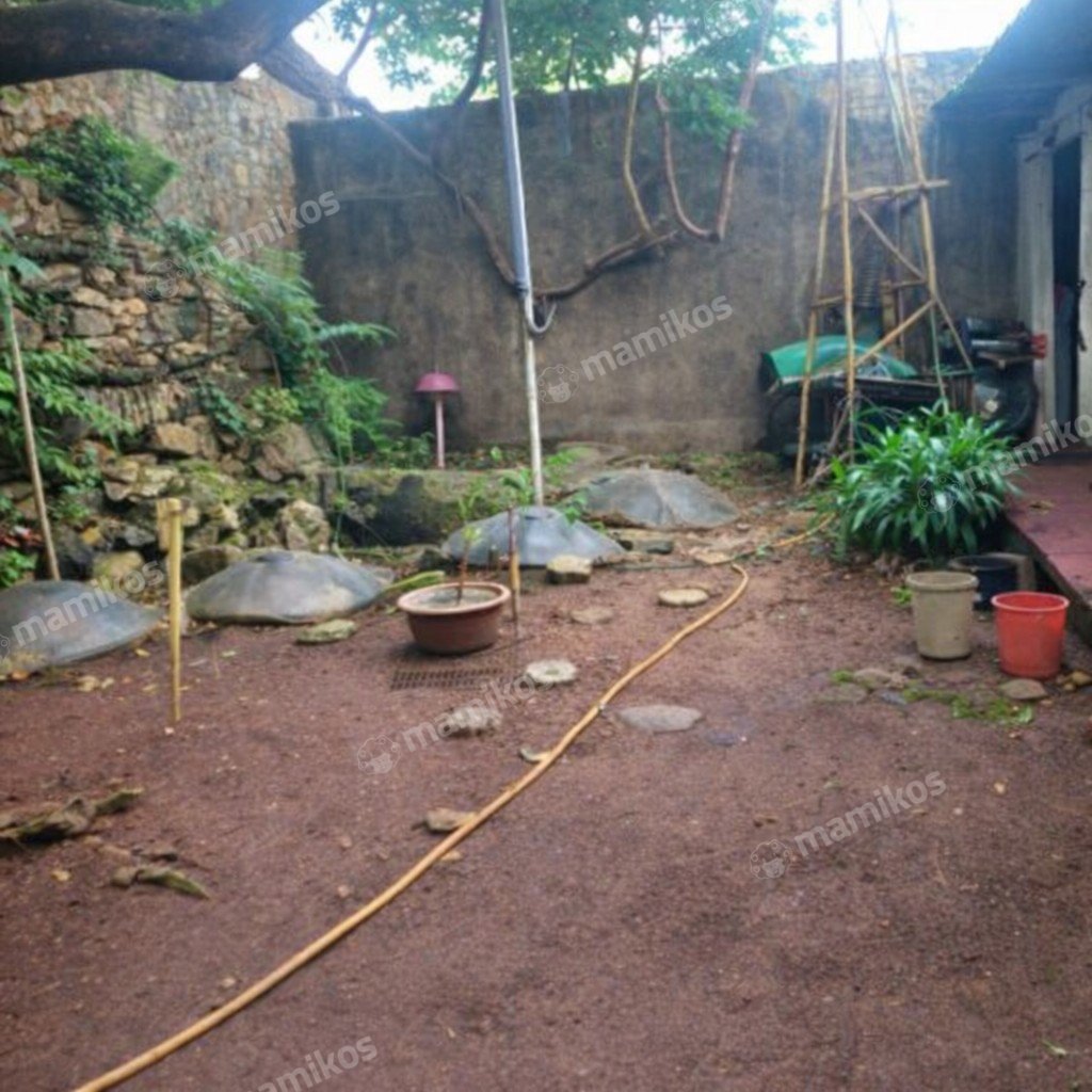 Rumah Sertifikat SHM 3 Kamar Tidur 2 Kamar Mandi Pulomas Jakarta Timur - Photo 5