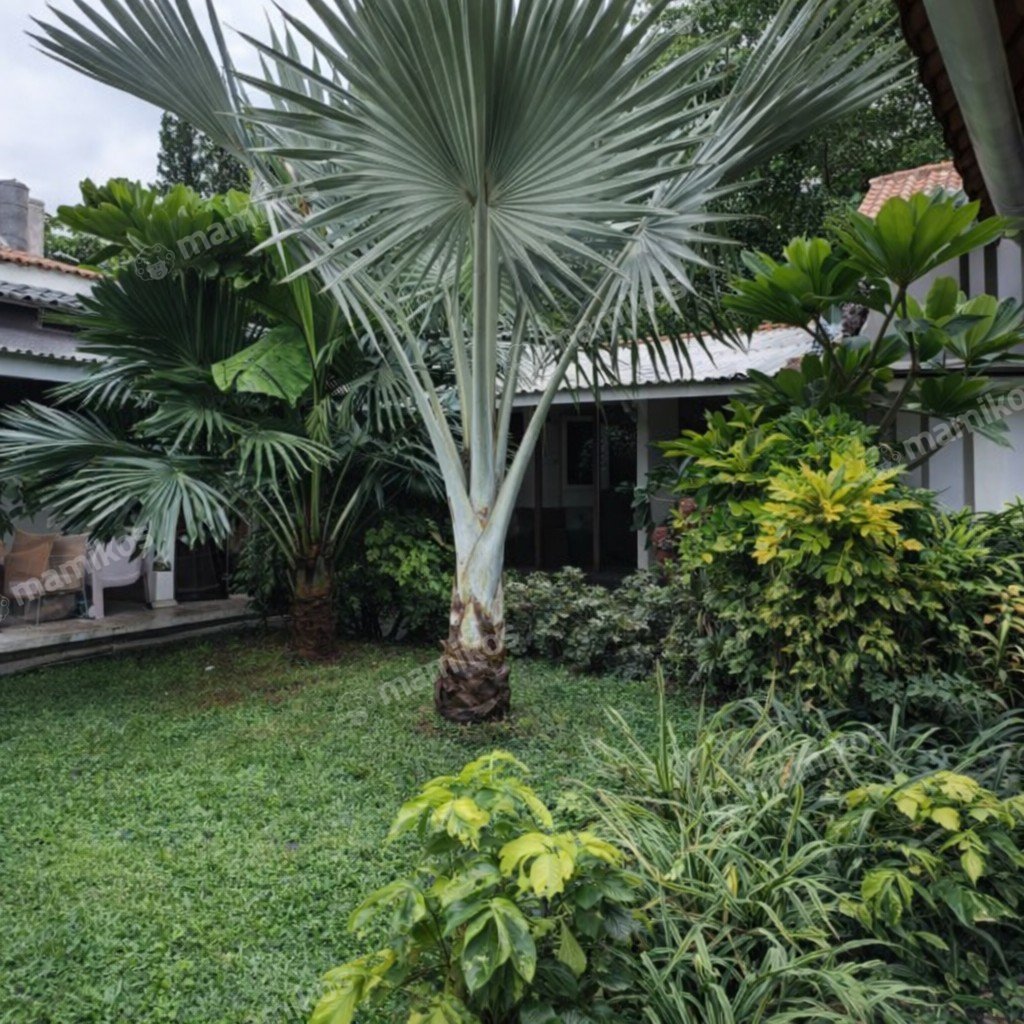 Rumah Sertifikat SHM 3 Kamar Tidur 2 Kamar Mandi Joglo Jakarta Barat - Photo 2