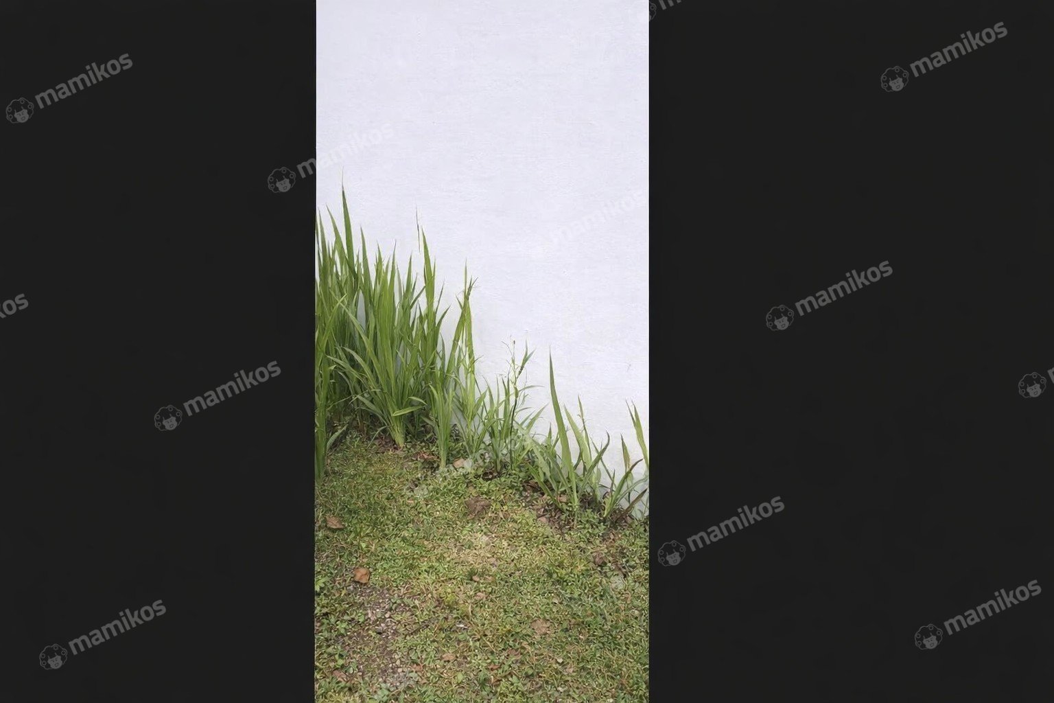 Rumah Sertifikat SHM 3 Kamar Tidur 2 Kamar Mandi Kalisari Jakarta Timur - Photo 2