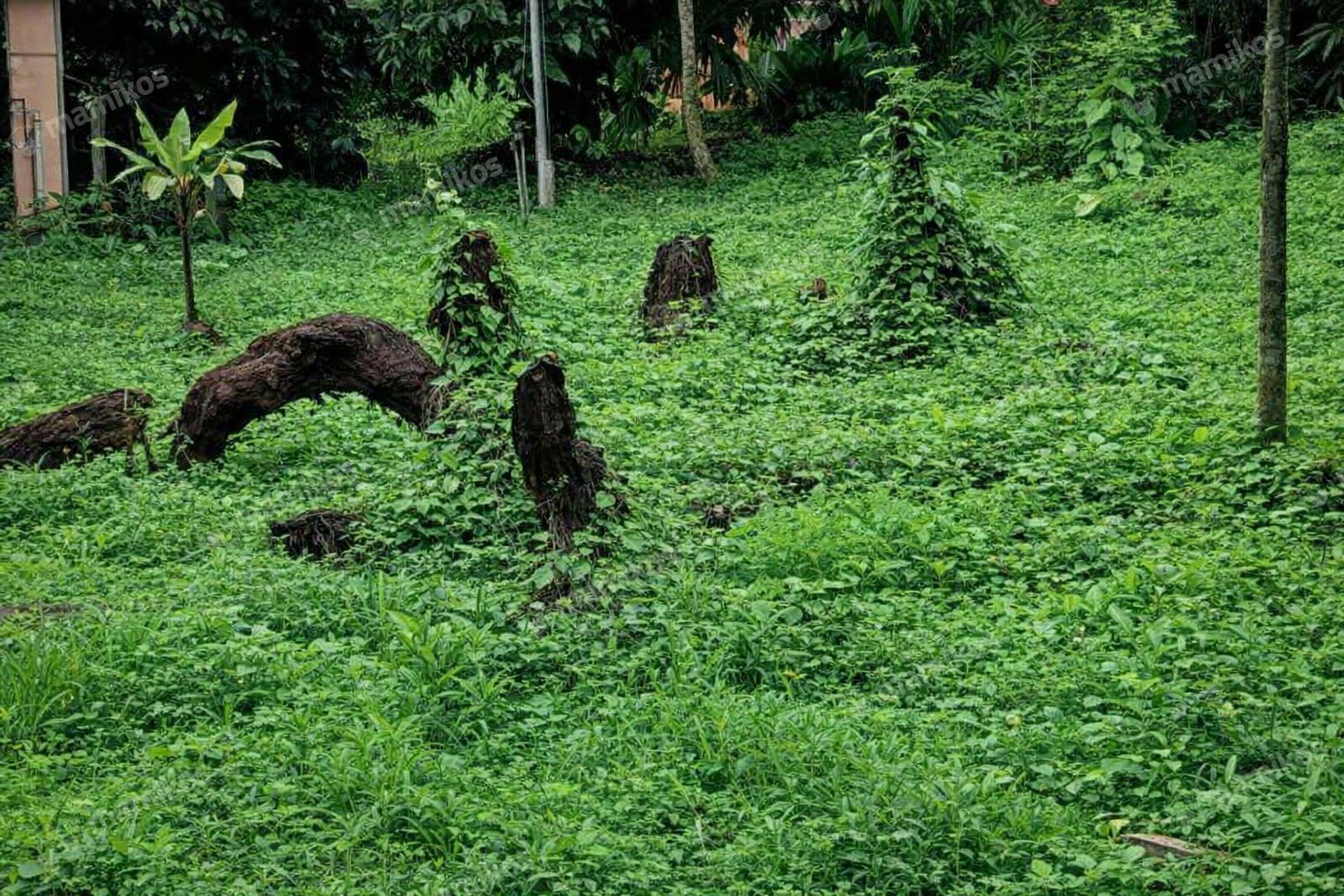 Rumah Sertifikat SHM 1 Lantai Lebak Bulus Jakarta Selatan
