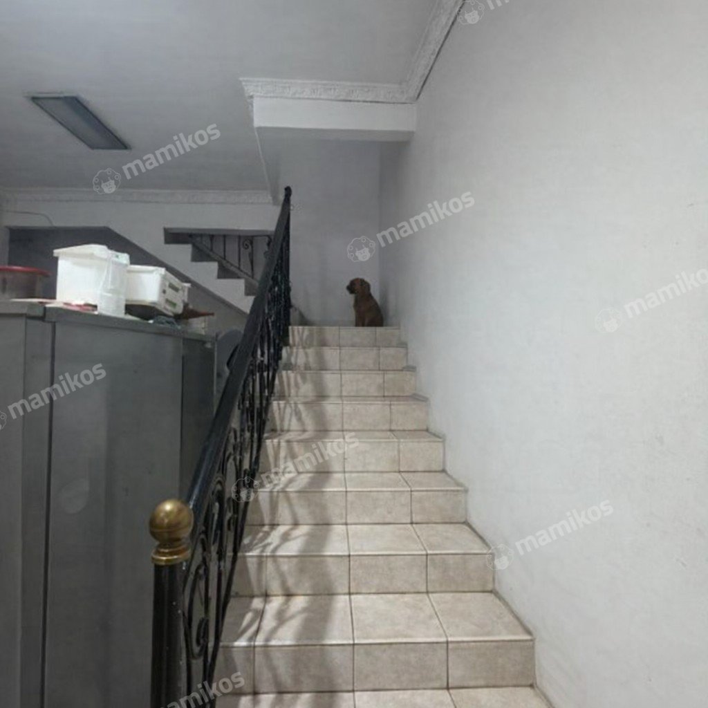 Rumah Sertifikat SHM 4 Kamar Tidur 4 Kamar Mandi Sunter Jakarta Utara - Photo 5