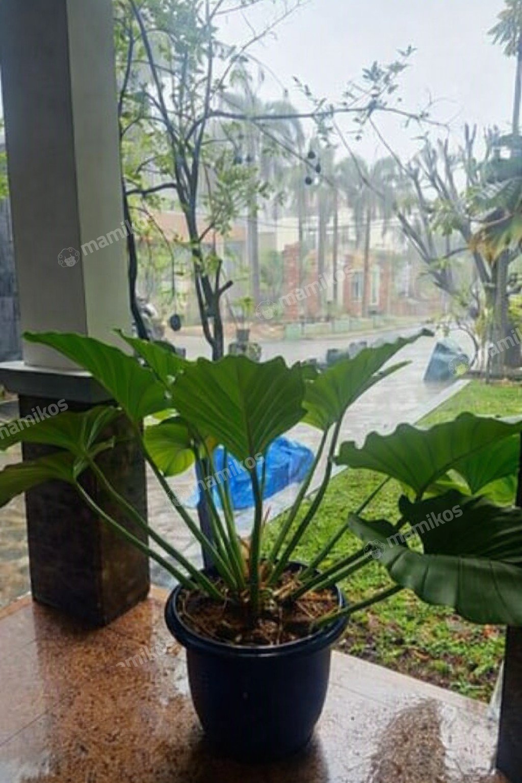 Rumah Sertifikat SHM 5 Kamar Tidur 5 Kamar Mandi Semper Jakarta Utara - Photo 2