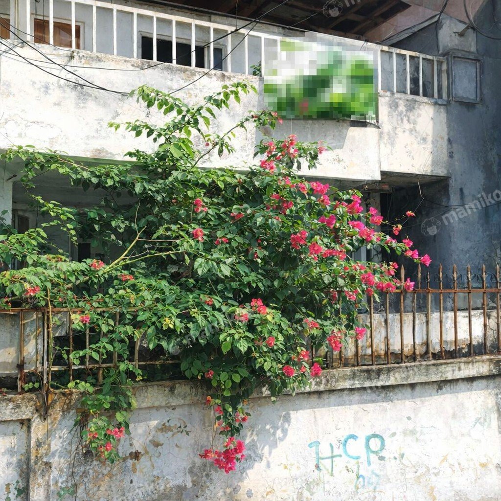 Rumah Sertifikat SHM 2 Kamar Tidur 1 Kamar Mandi Tanjung Duren Jakarta Barat - Photo 3
