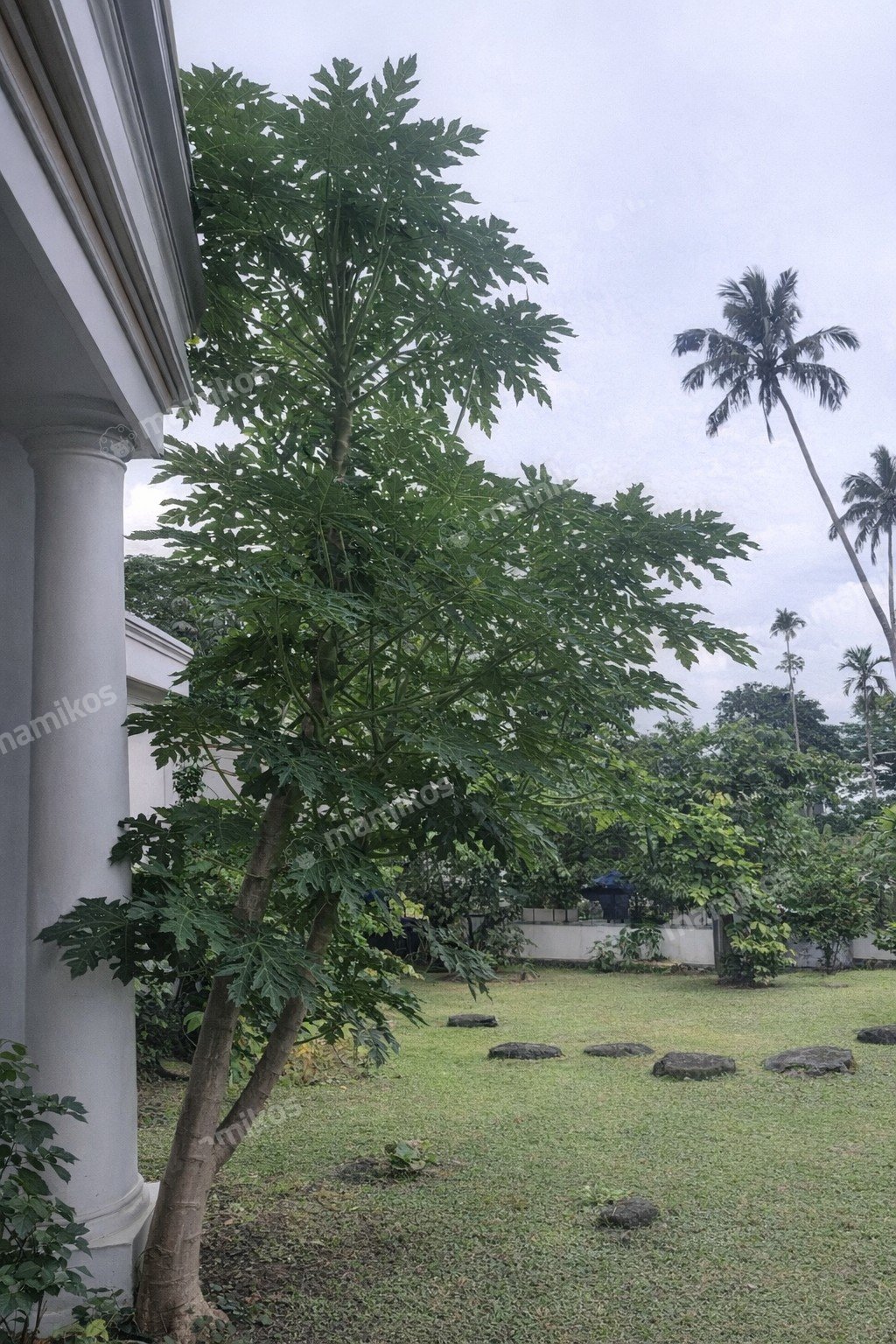 Rumah Sertifikat SHM 1 Lantai Pondok Labu Jakarta Selatan - Photo 4