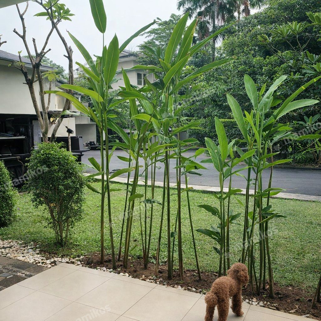 Rumah 4 Kamar Tidur 3 Kamar Mandi 2 Lantai Kembangan Jakarta Barat - Photo 3